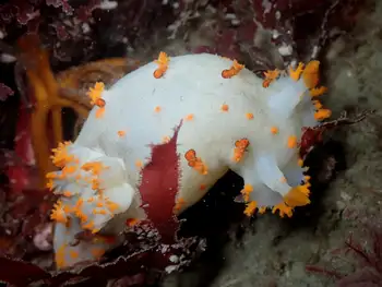 Modest Clown Nudibranch