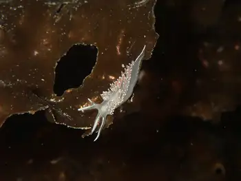 Red Gilled Nudibranch