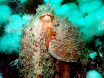 Giant Pacific Octopus