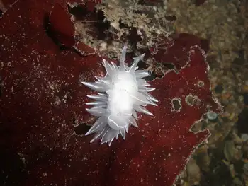 Alabaster Nudibranch