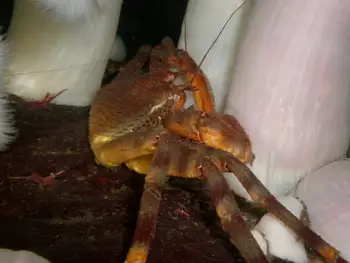 Scaled Crab