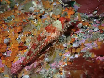 Scalyhead Sculpin