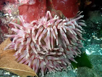 Painted Anemone