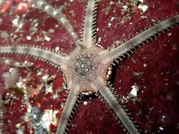 Gray Brittle Star