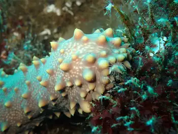 Fuscus Sea Cucumber