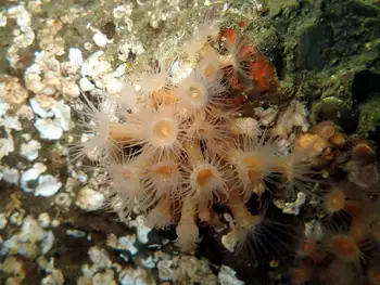 Orange Zoanthids