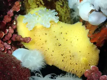 Noble Sea Lemon