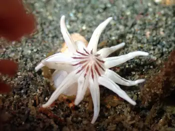 white crowned burrowing anemone