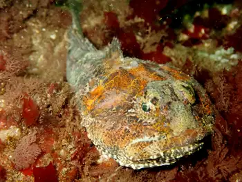 Buffalo Sculpin
