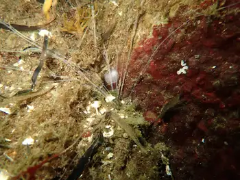 Curlyhead Spaghetti Worm