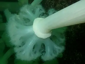 Metridium Anemone