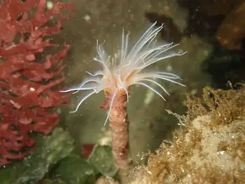 White Crown Calcareous Tube Worm