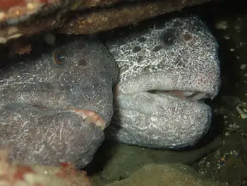 wolf eel