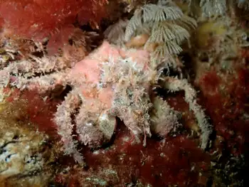Moss Crab