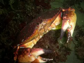 Red Rock Crab