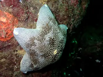 Slime Star