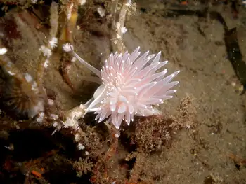 Red Flabellina Nudibranch