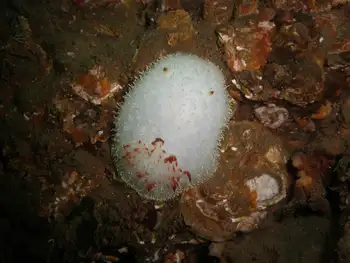 Nanaimo Nudibranch
