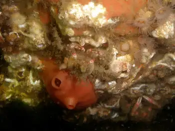 Broadbase Tunicate