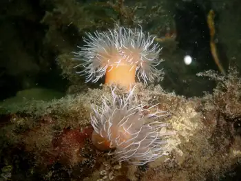 Tiny Orange Anemones