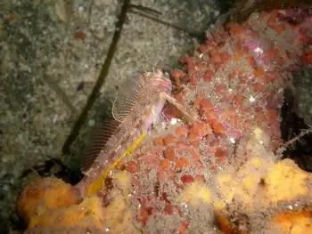Longfin Sculpin