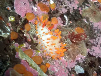 Cockerell's Nudibranch