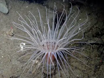 Tube Dwelling Anemone