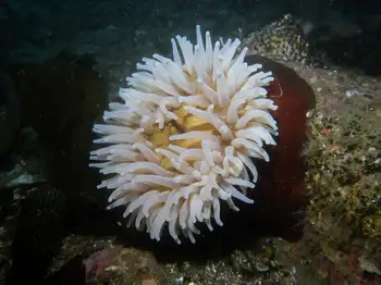 fish eating anemone