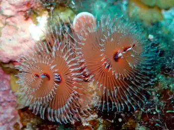 Worms