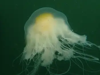 Egg Yolk Jelly