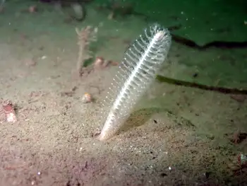 Northwest Sea Whip