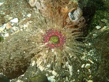 Moonglow Anemone