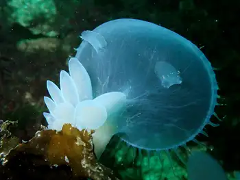 Hooded Nudibranch