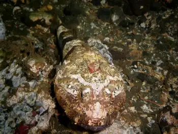 Great Sculpin