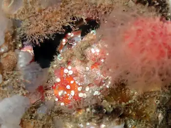 Pygmy Rock Crab
