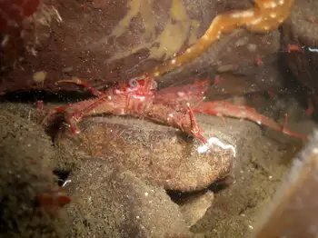 Squat Lobster