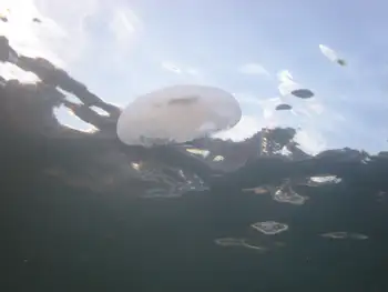 Moon Jelly
