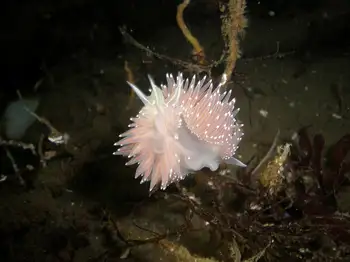 Red Flabellina Nudibranchs