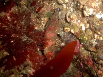 Painted Greenling