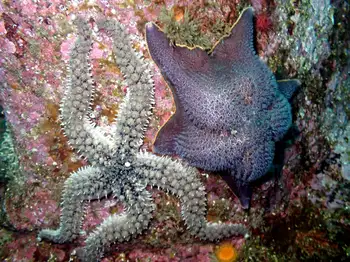 Bat Star
