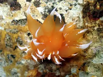 Golden Dirona Nudibranch
