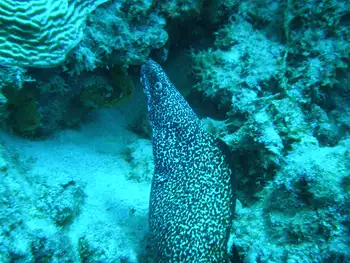 Spotted Moray Eel