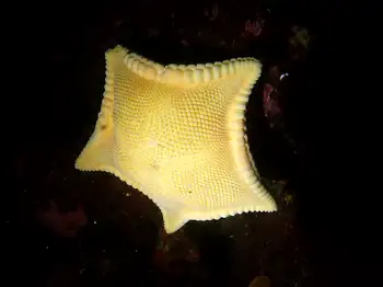 Cookie Star