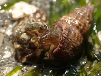 Hermit Crabs