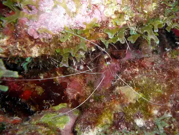 banded coral shrimp