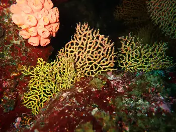 Pacifigorgia darwinii Fan Coral