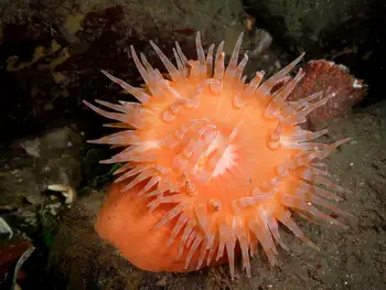 Painted Anemone