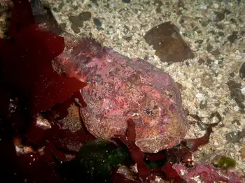 Buffalo Sculpin