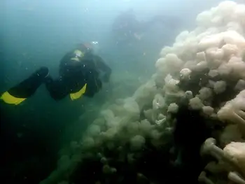 Metridium Anemones