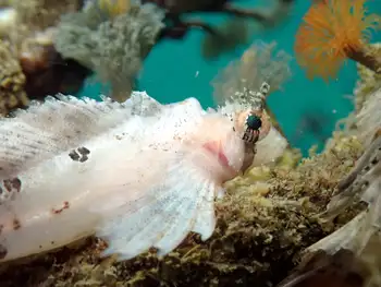 Sailfin Sculpin